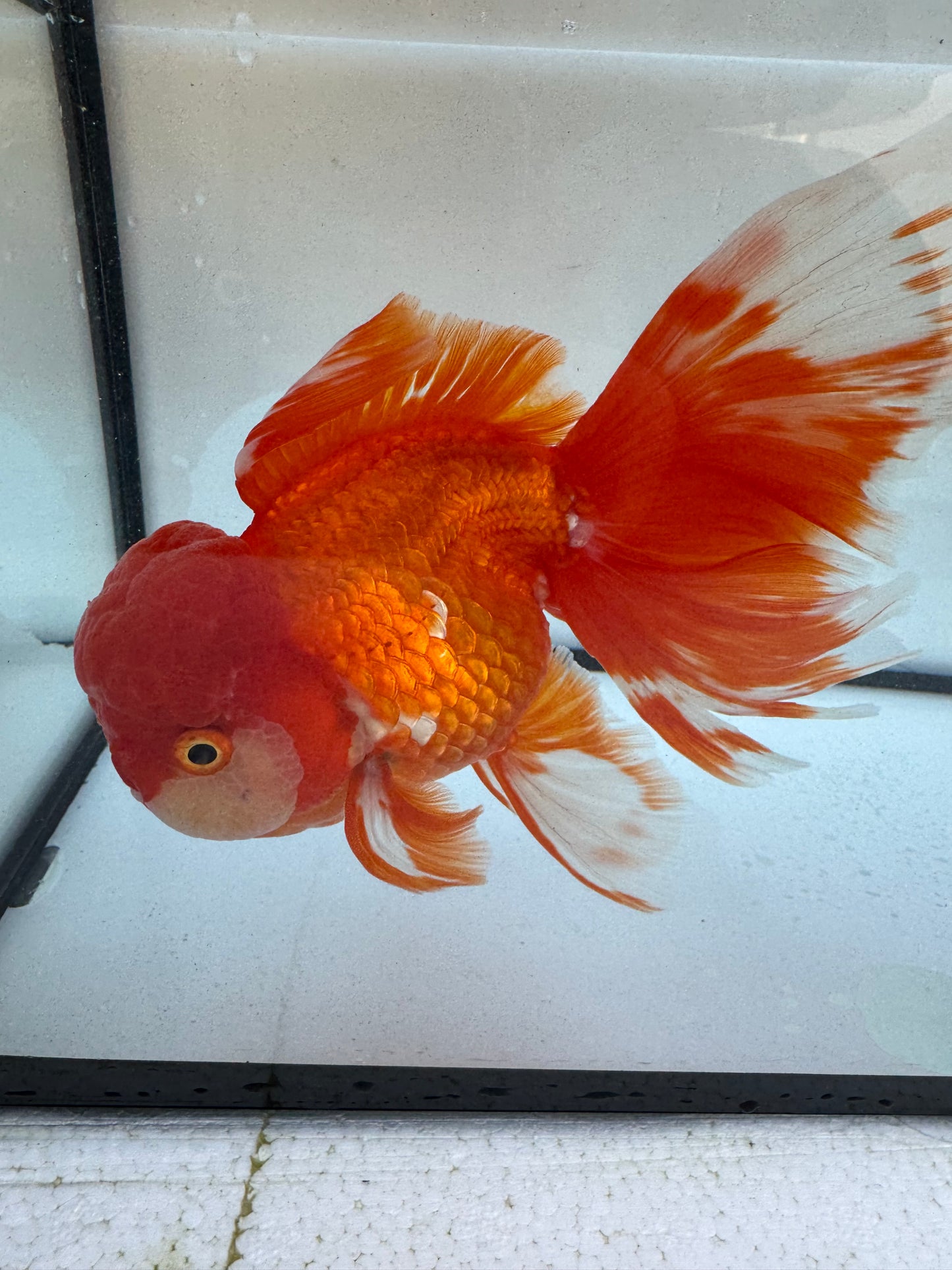 Red&white Oranda. WVF604