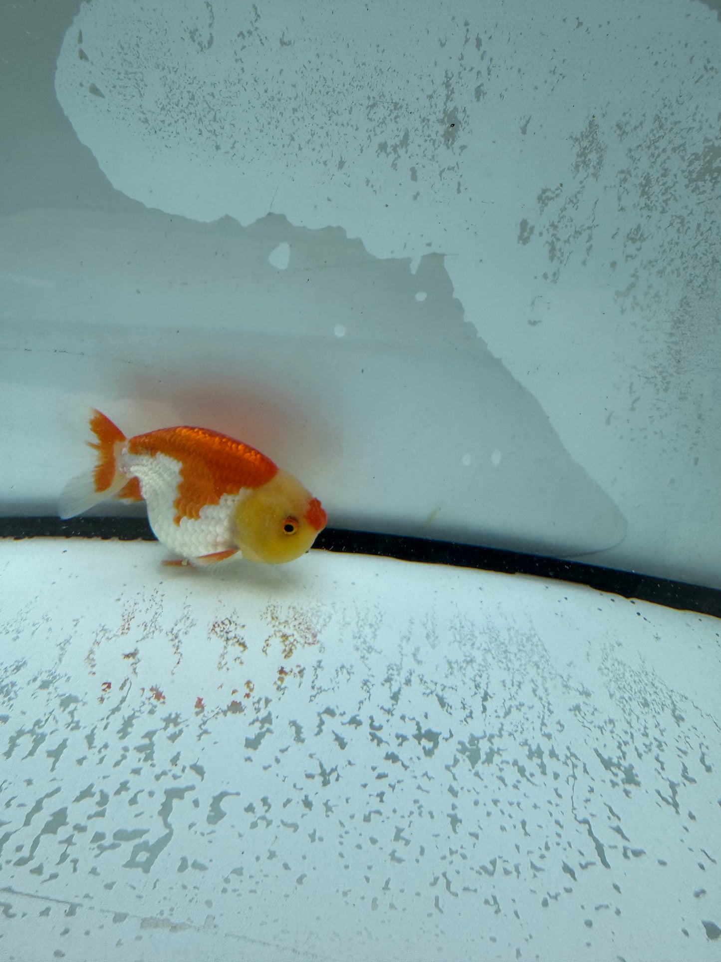 Red&white Ranchu. WVF1011