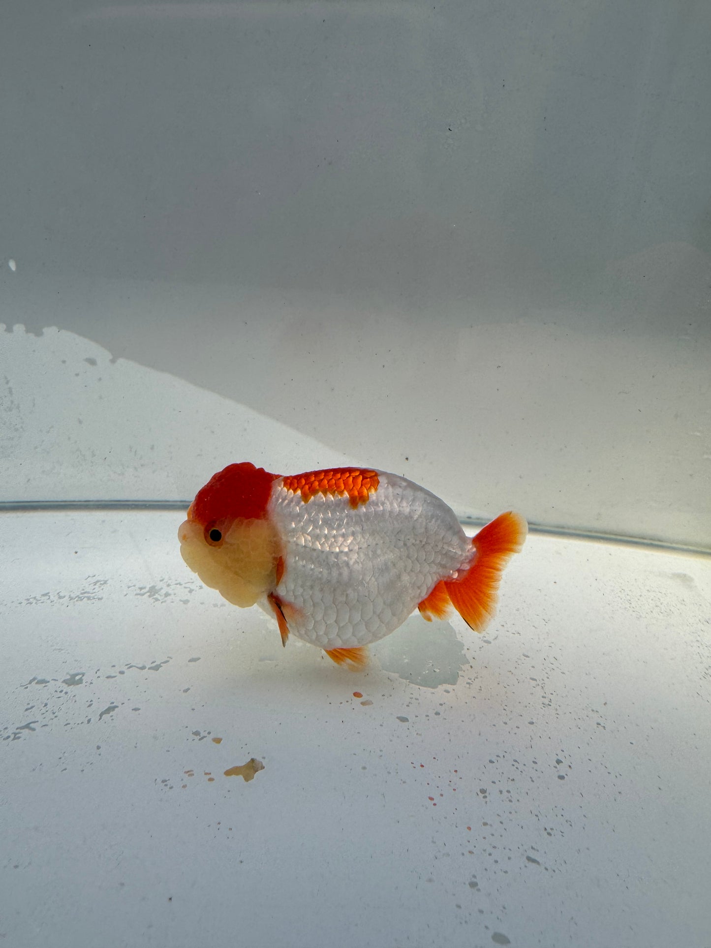 Red&white Ranchu.  WVF032