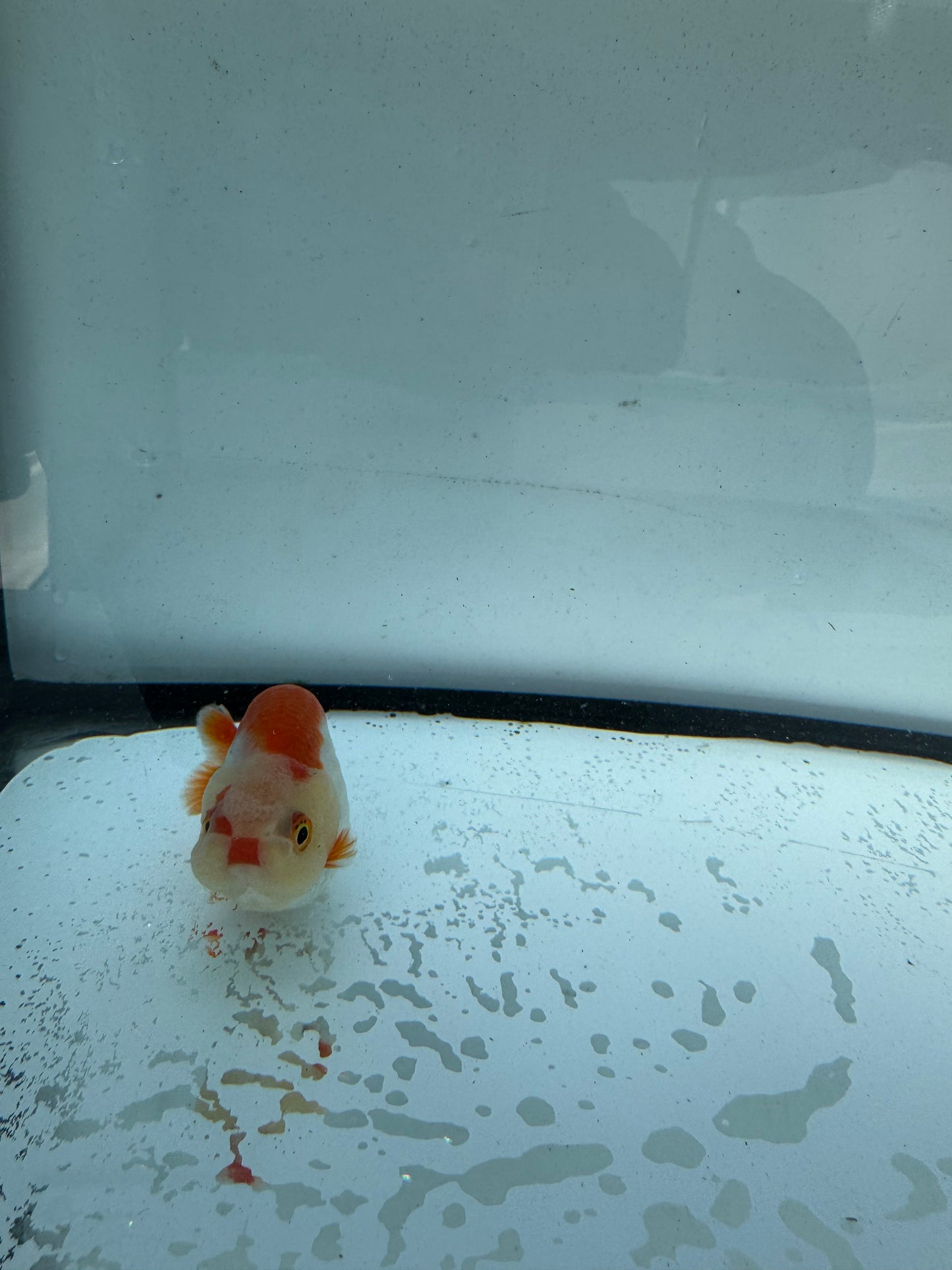 Red&white Ranchu. WVF730