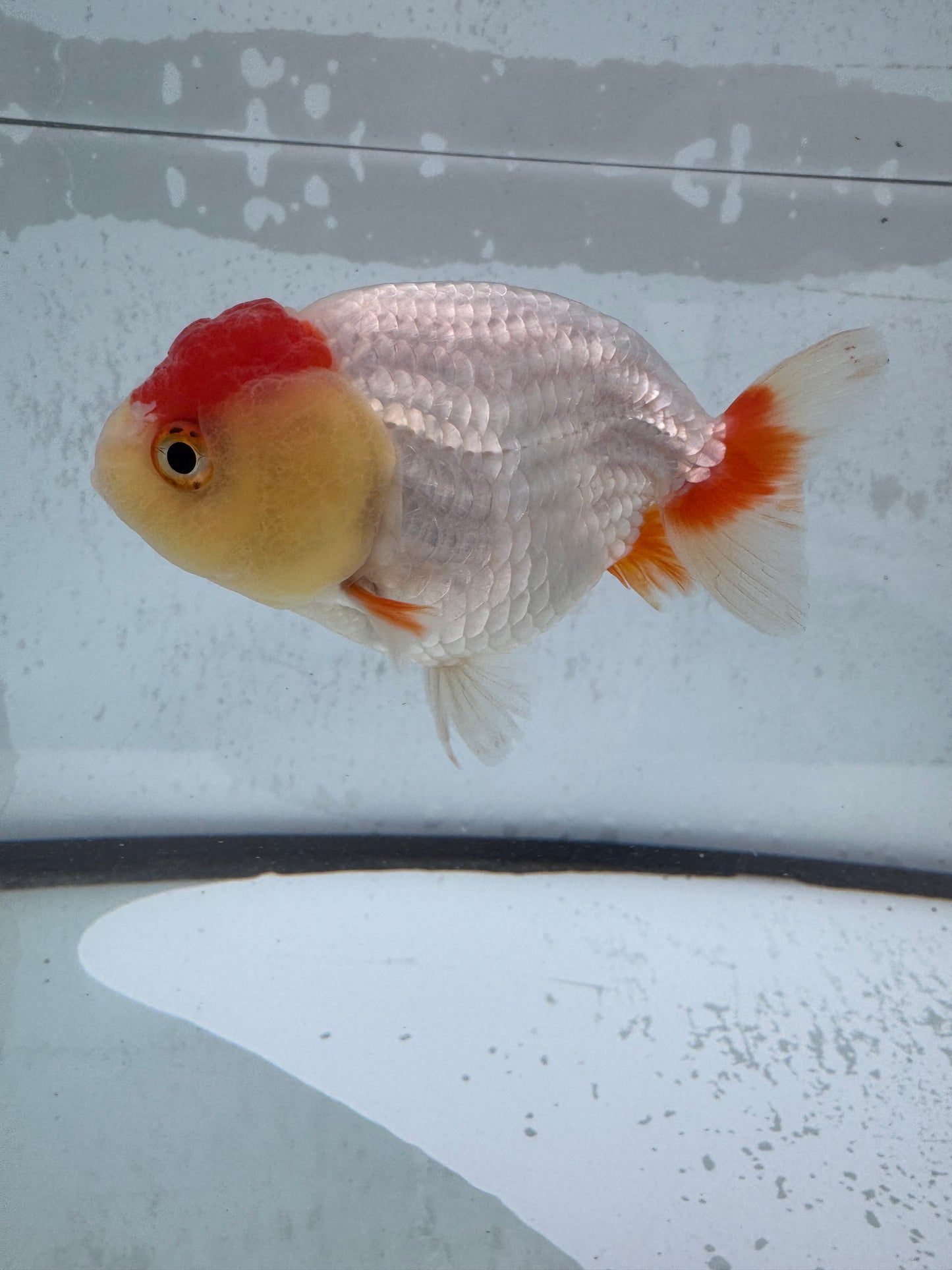 Red&white Ranchu wVF512