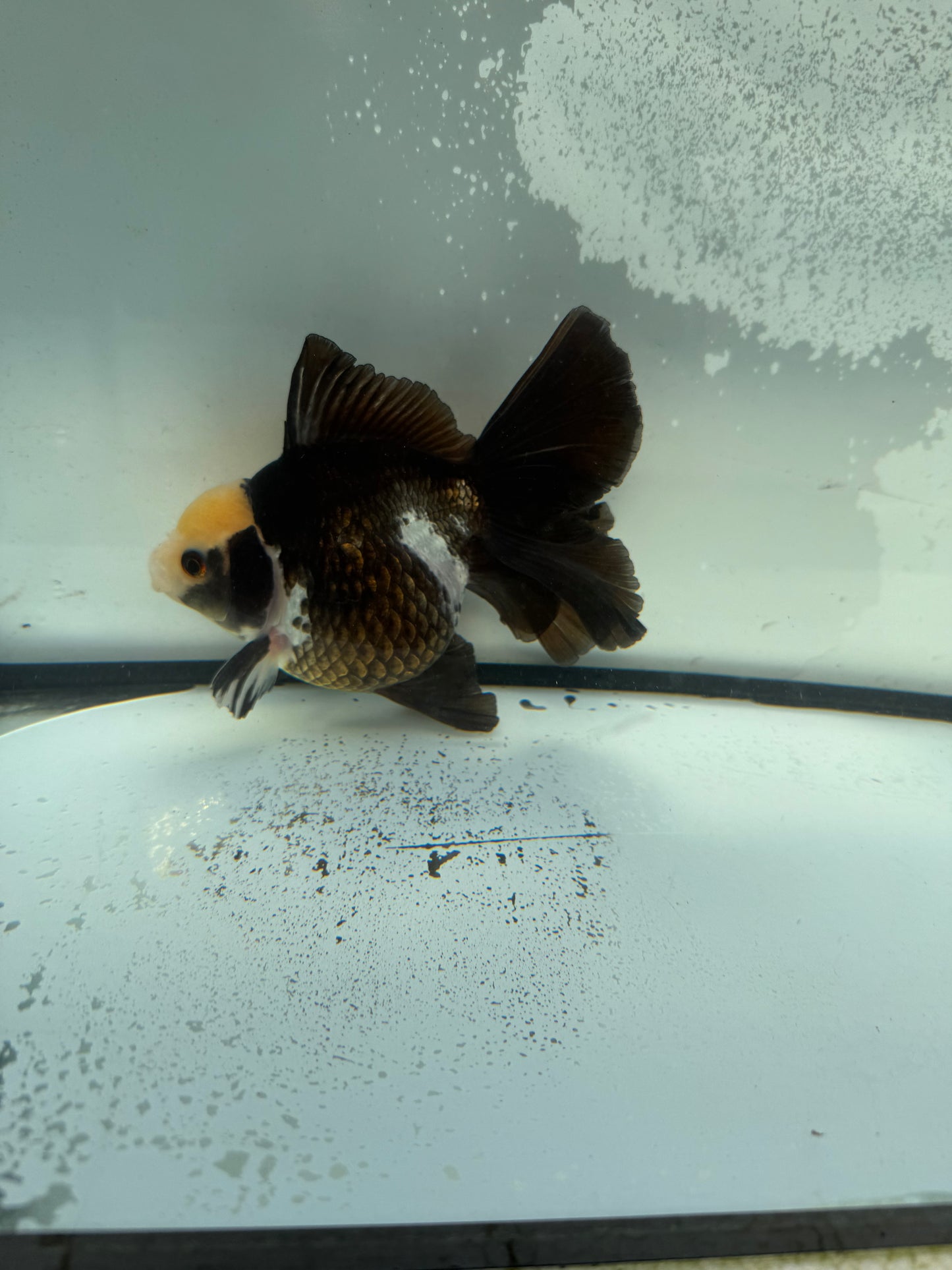 Panda Oranda. WVF1140