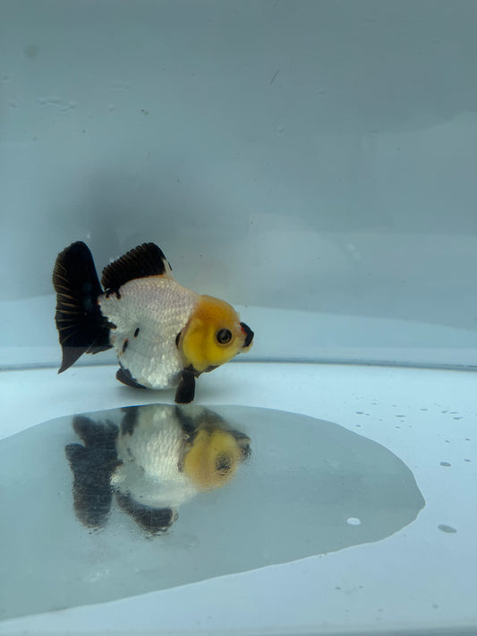 Panda/ tricolour direct from Nana Goldfish farm WVF287