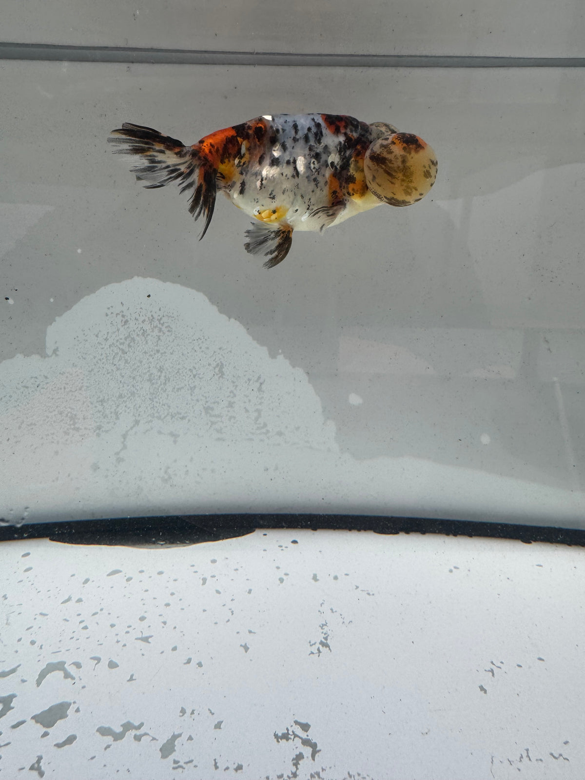 Calico bubble eye.  WVF1174