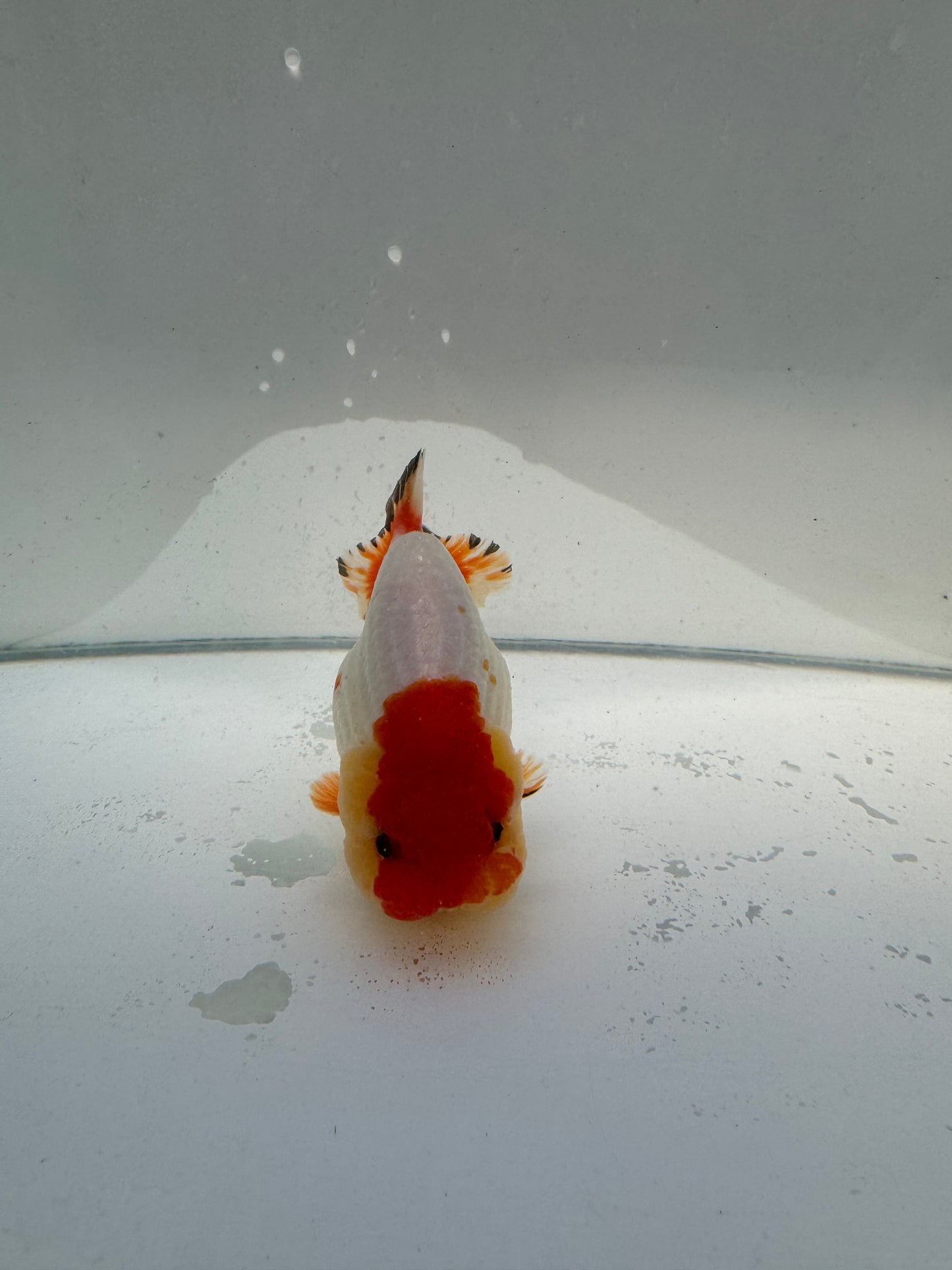 Red&white Ranchu.  WVF038