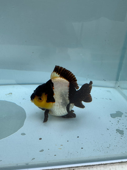 Panda/ tricolour Oranda direct from Nana Goldfish farm. WVF286