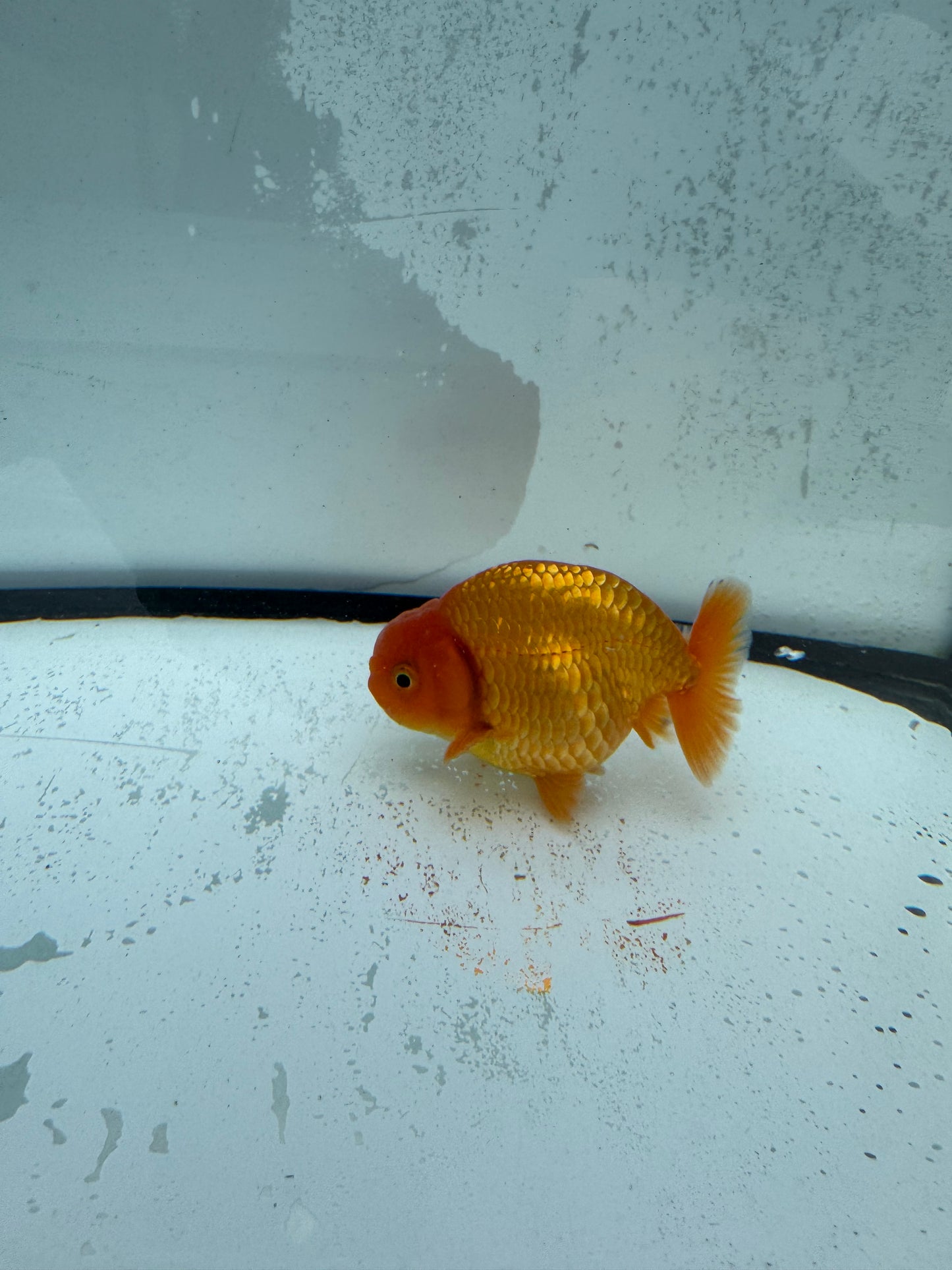 Red Ranchu. WVF740