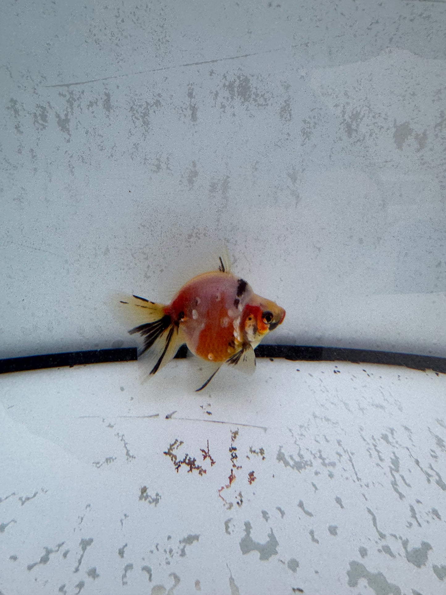 Calico broadtail Ryukin. WVF574