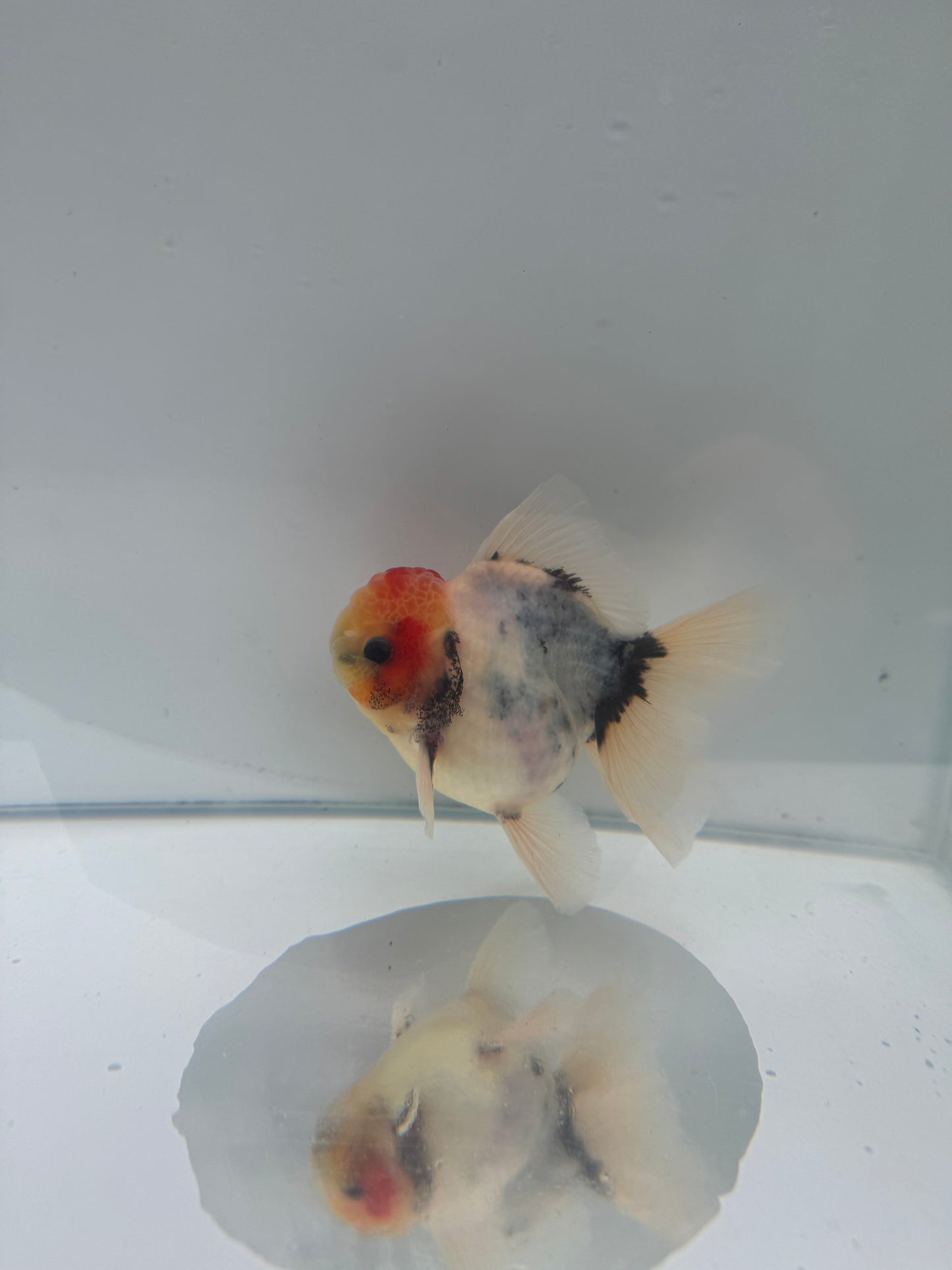 Calico Oranda.  WVF077