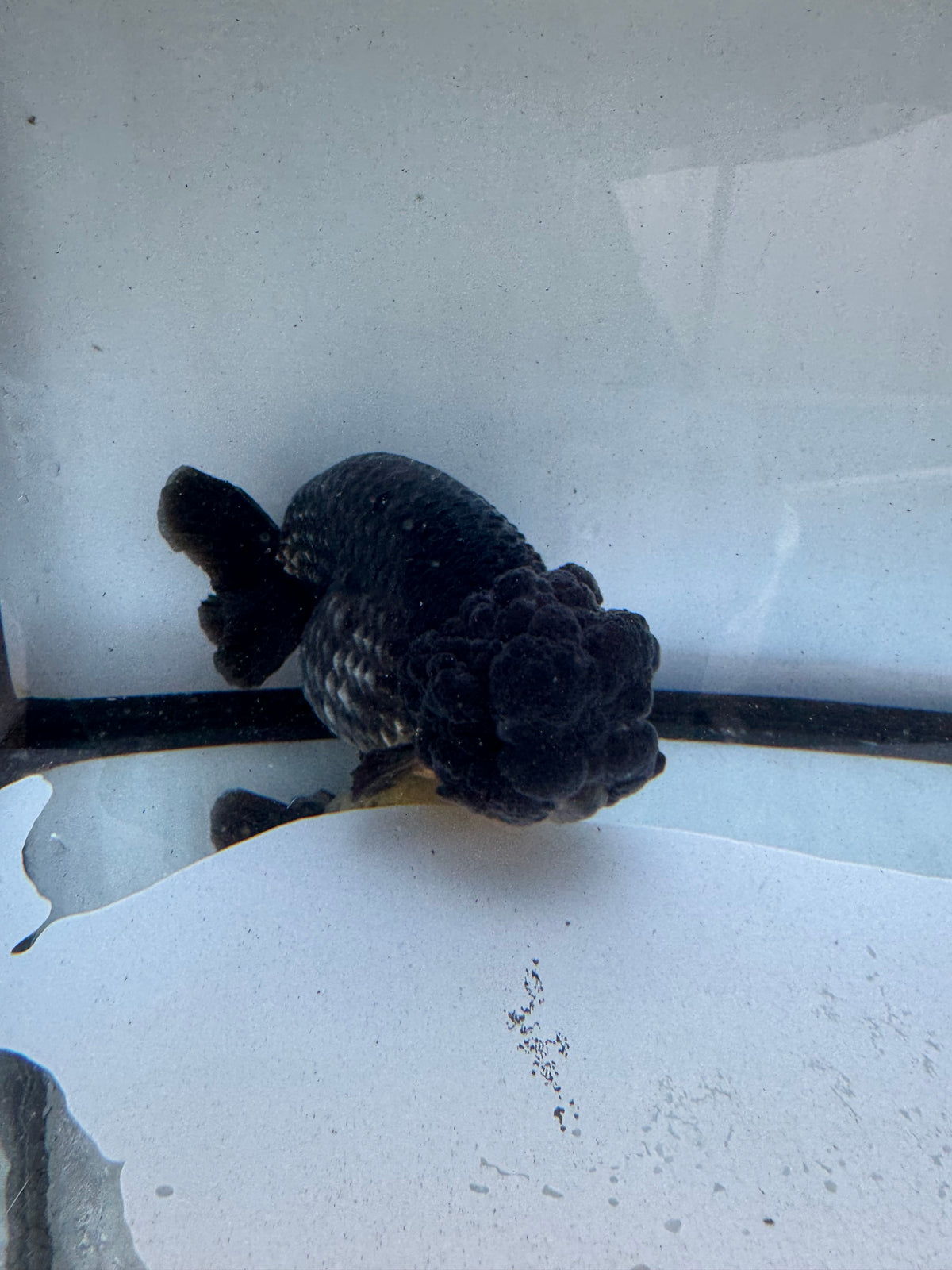 Ochiba Ranchu. WVF1241
