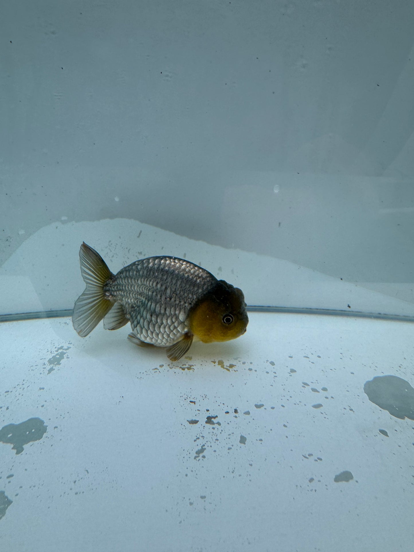 Steel blue Ranchu.  WVF040