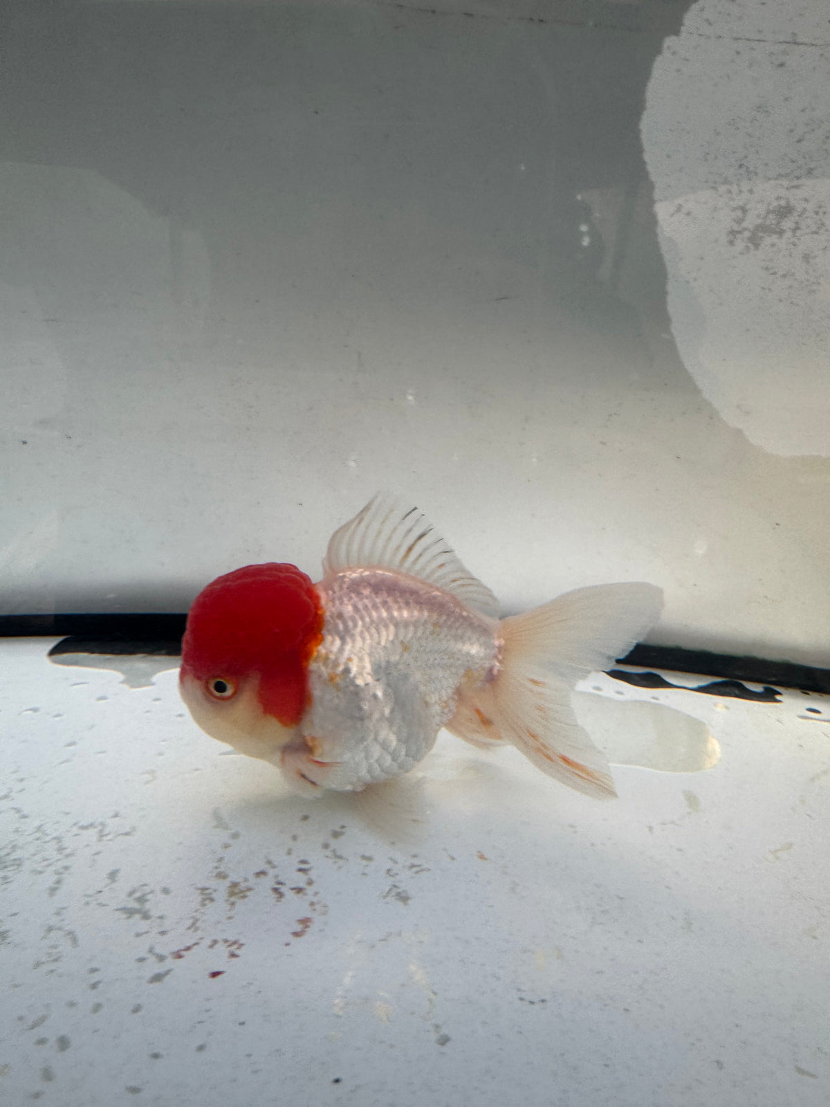 Red&white Oranda. WVF1244
