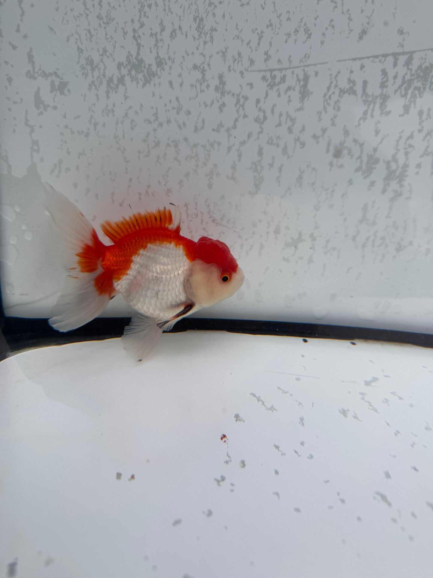 Red&white Oranda. WVF488