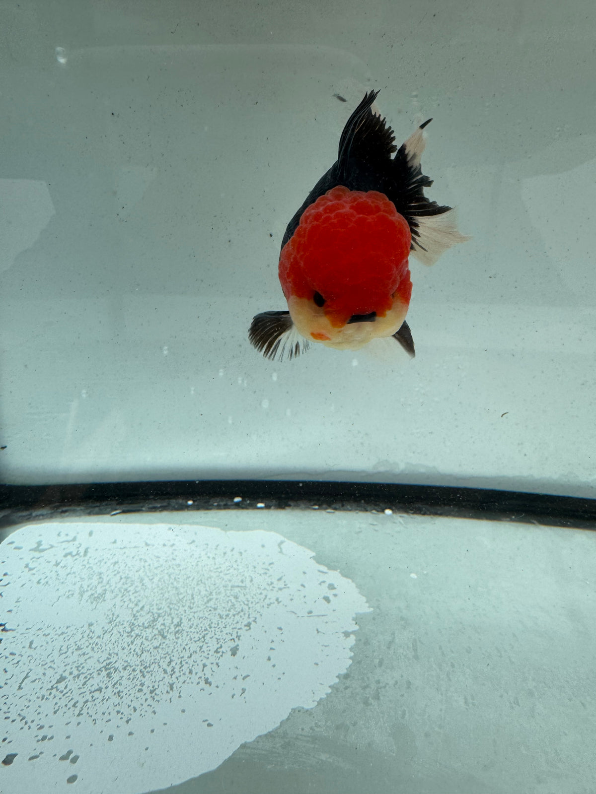 Redhead black Oranda. WVF1164