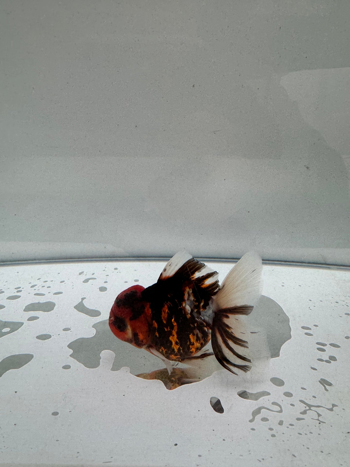 Calico Oranda.  WVF218