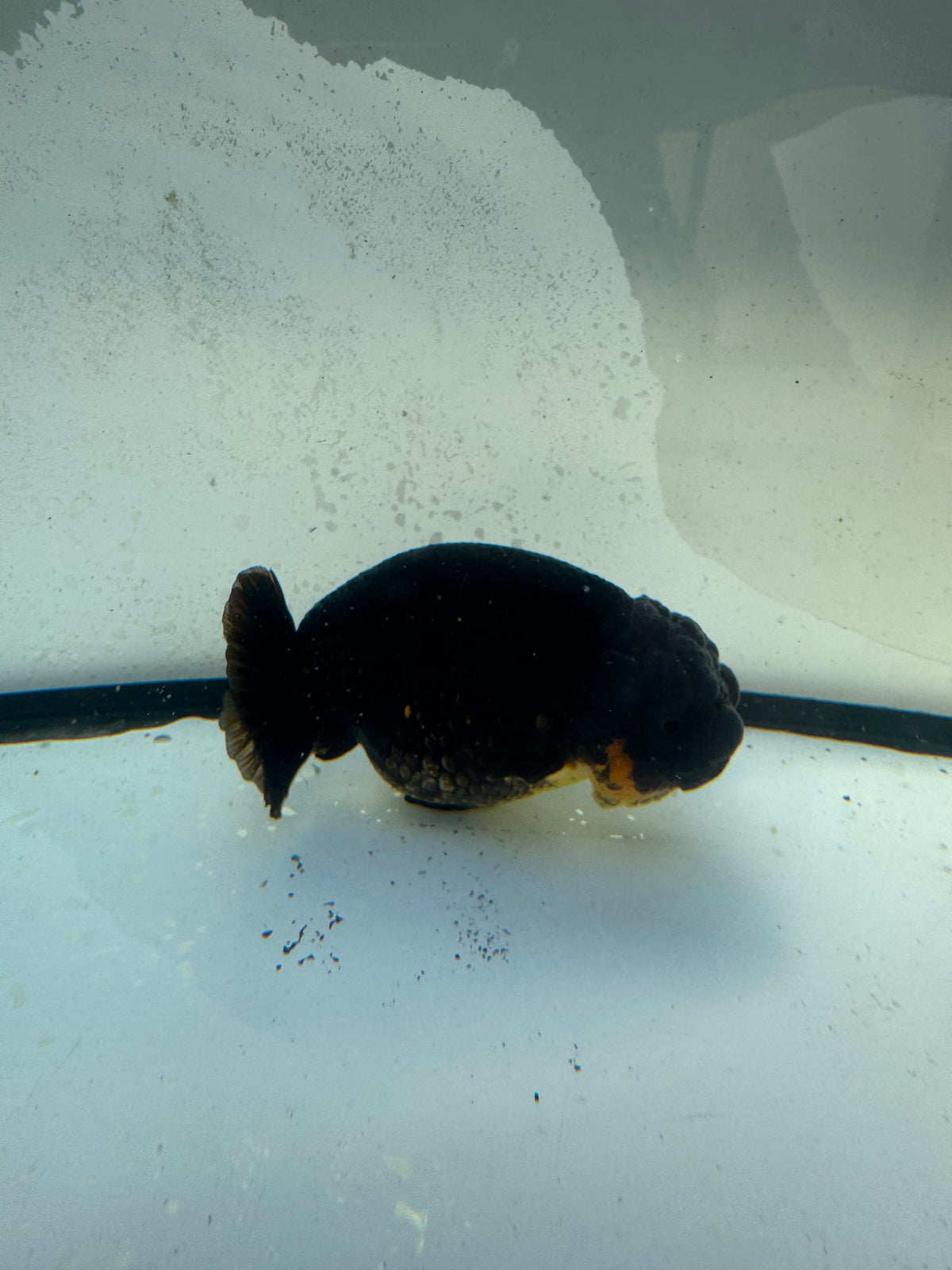 Dragonhead Ranchu. WVF1182