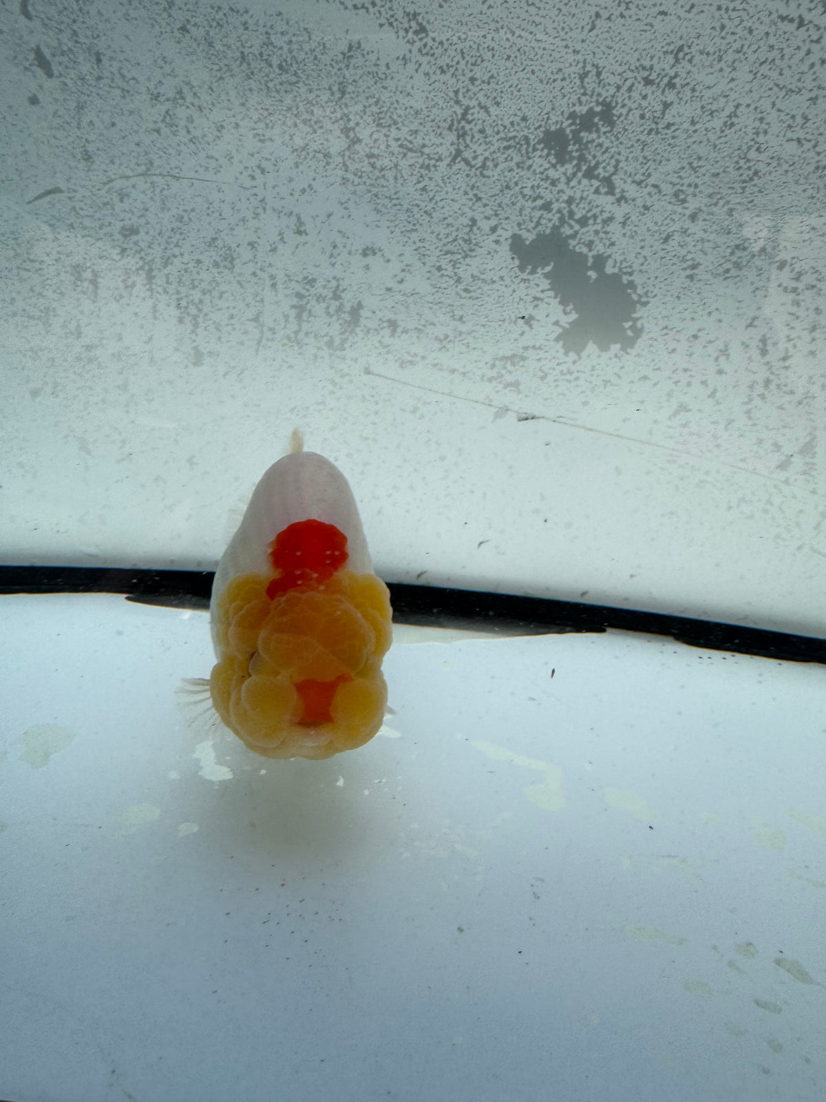 Dragon head Ranchu. WVF1152