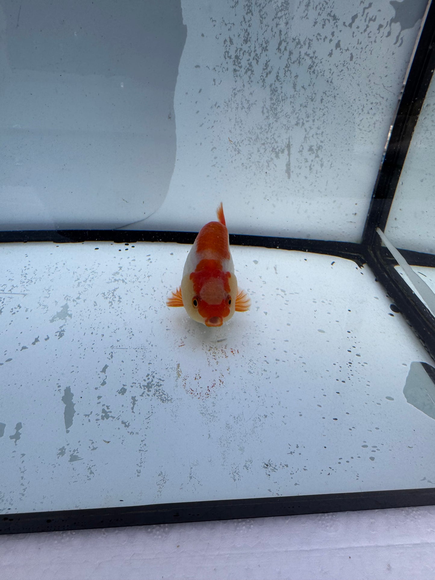 Red&white Ranchu. WVF733