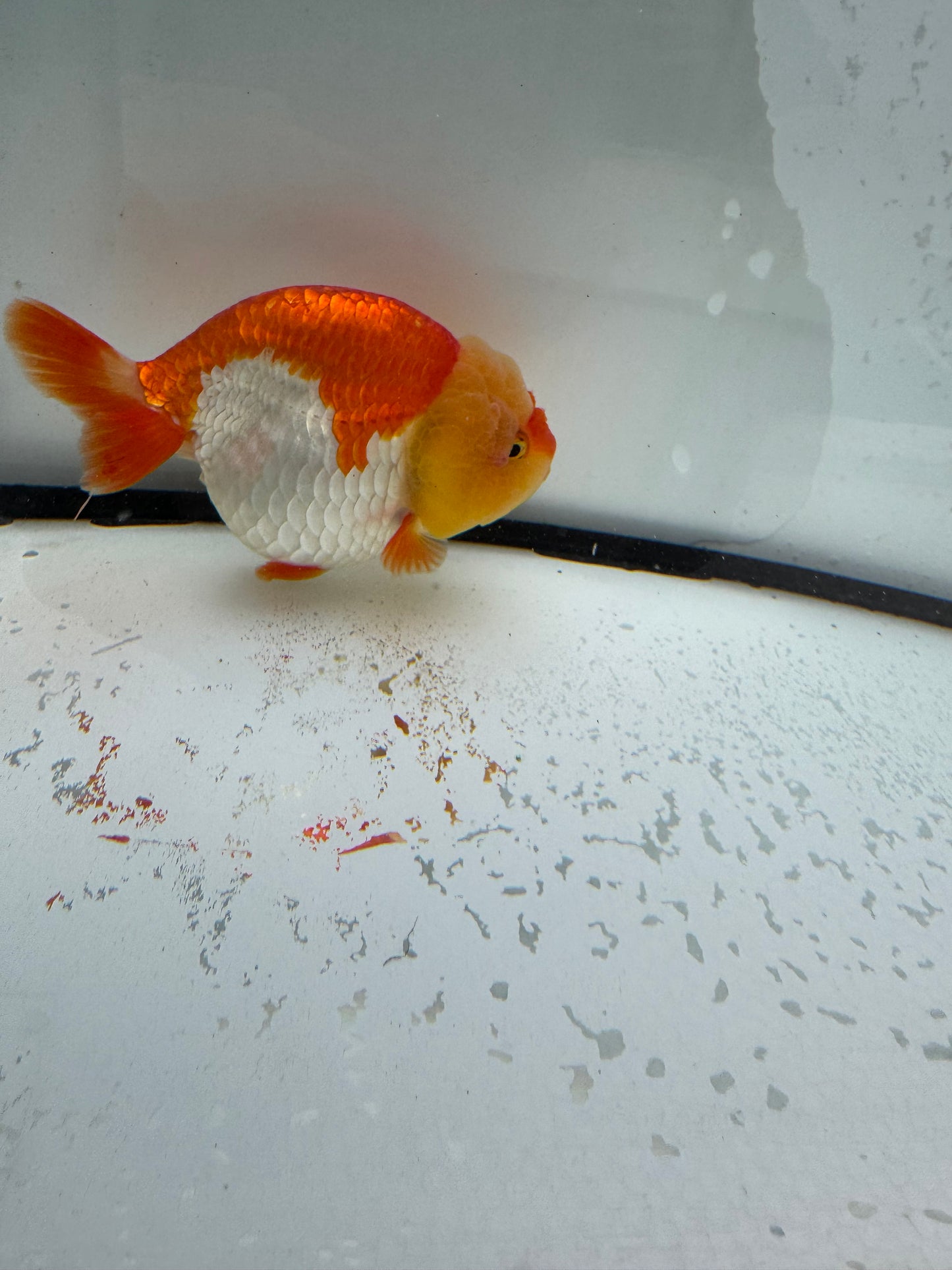 Red&white Ranchu.  WVF1109