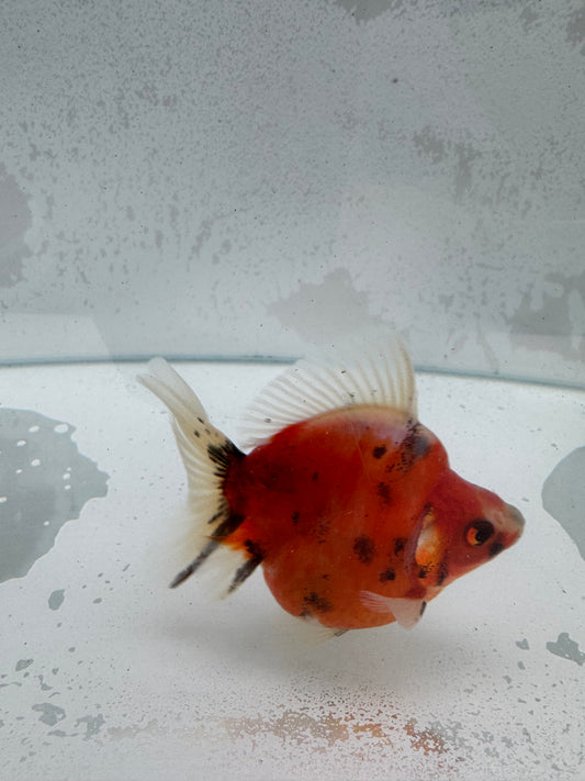 Broadtail Calico Ryukin. WVF375