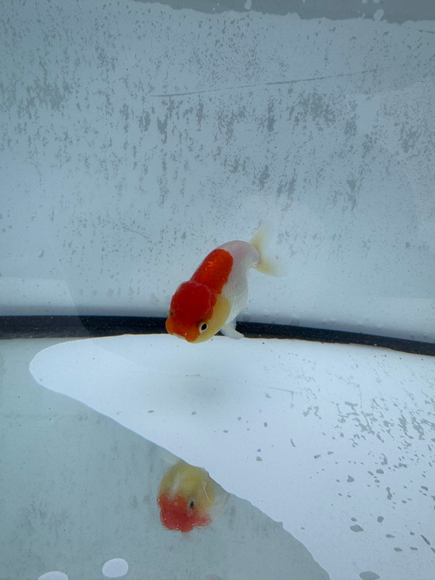 Red&white Ranchu. WVF517.