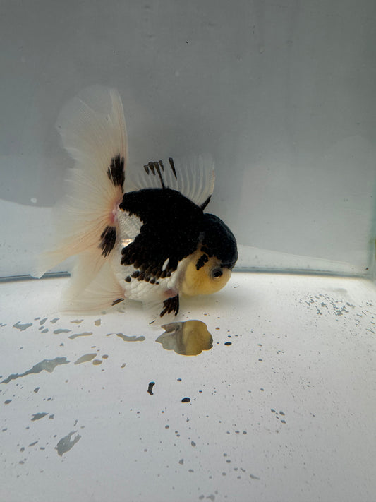 Panda Oranda. WVF022