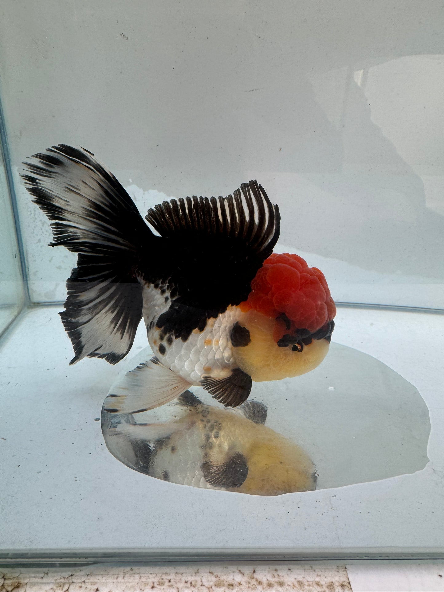 Tricolour Oranda. WVF278