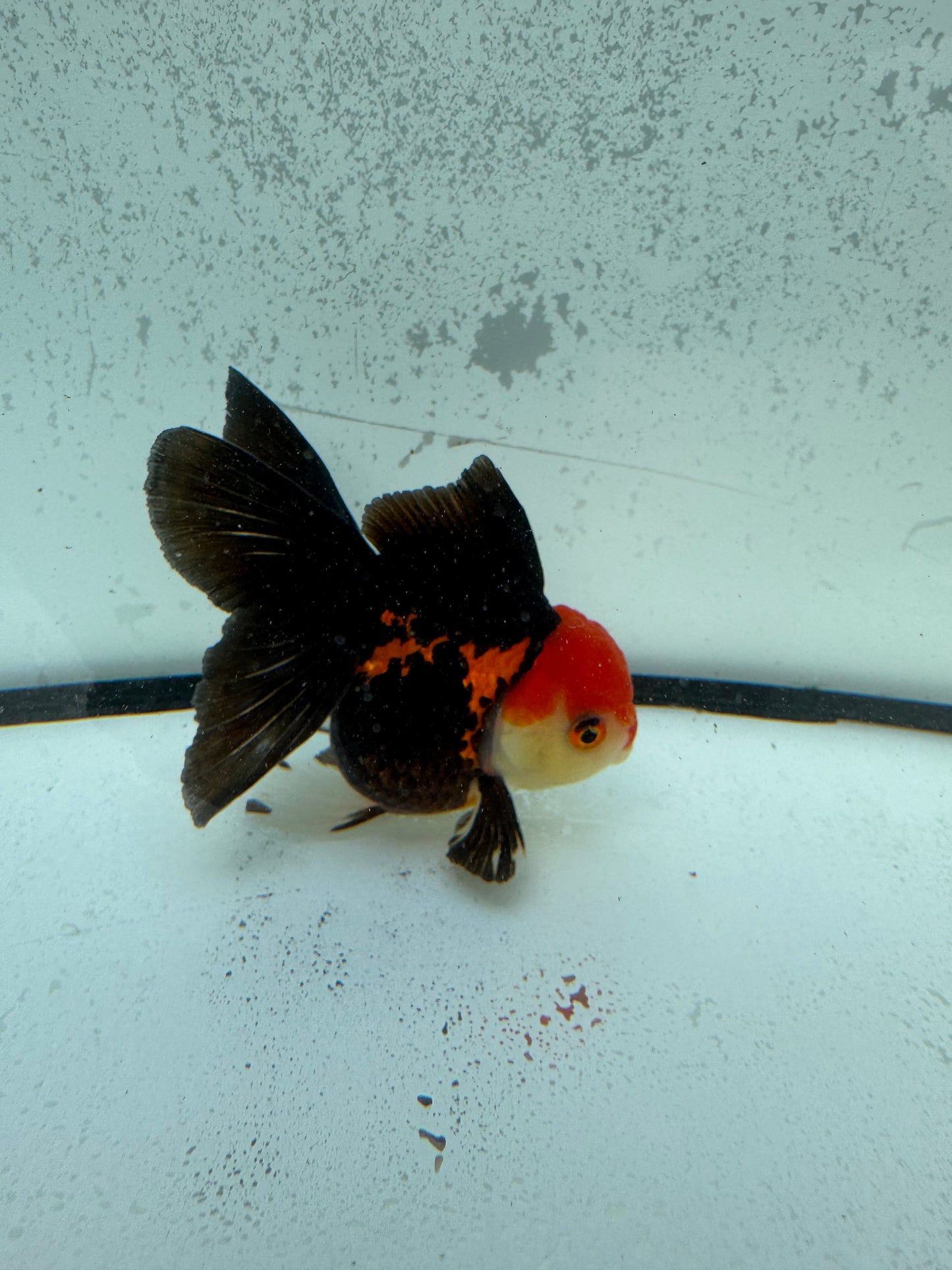 Tricolour Oranda.  WVF1148