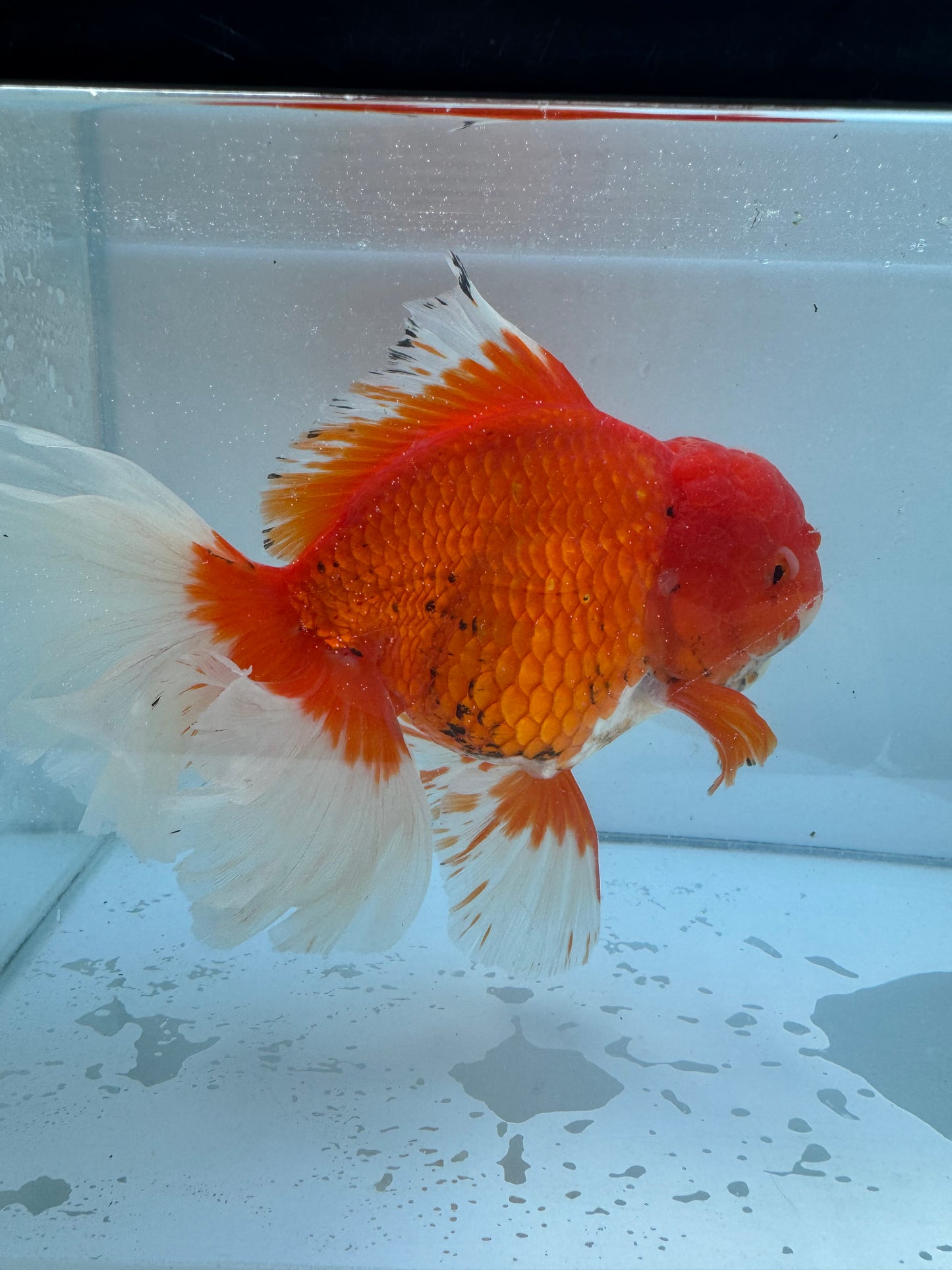 Red&White Oranda. WVF058