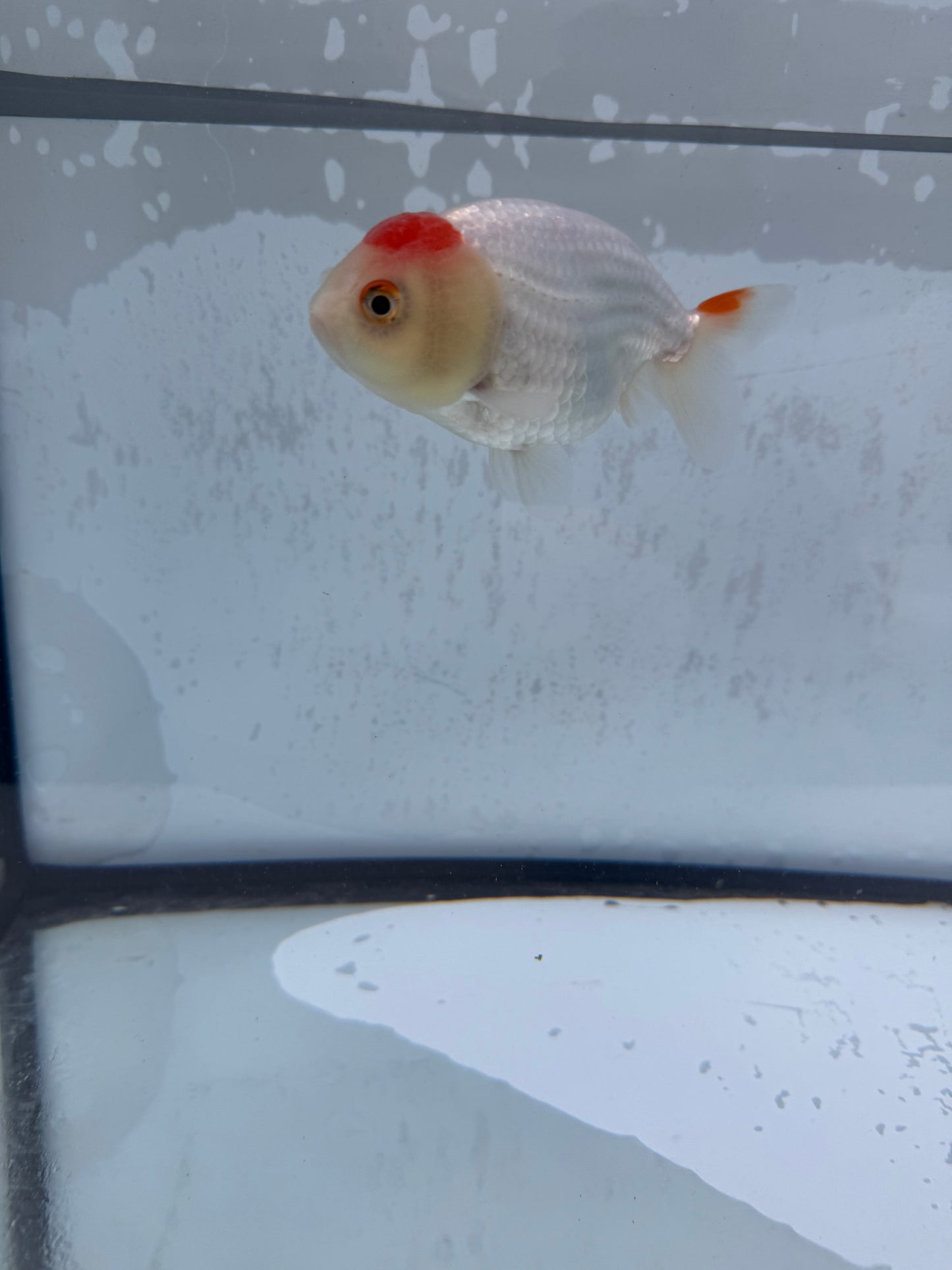Red&white Ranchu WVF506