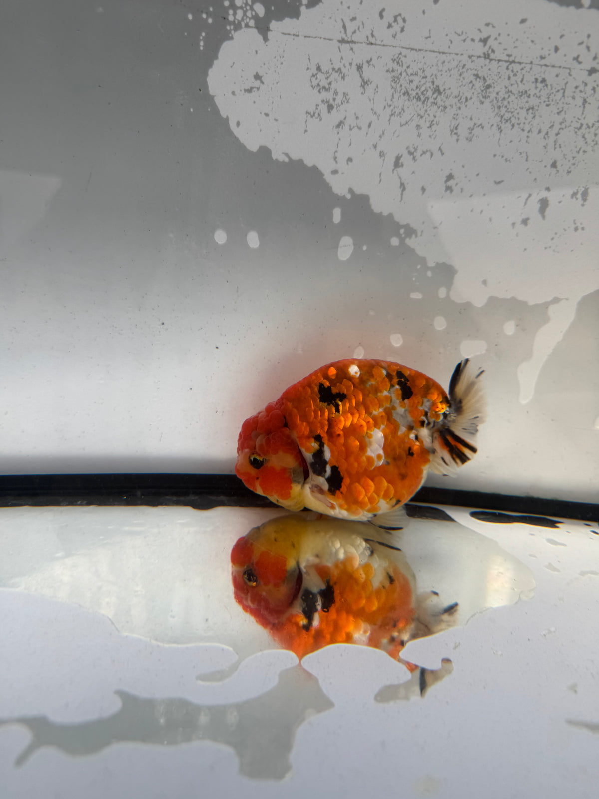 Metalic calico Ranchu. WVF1236
