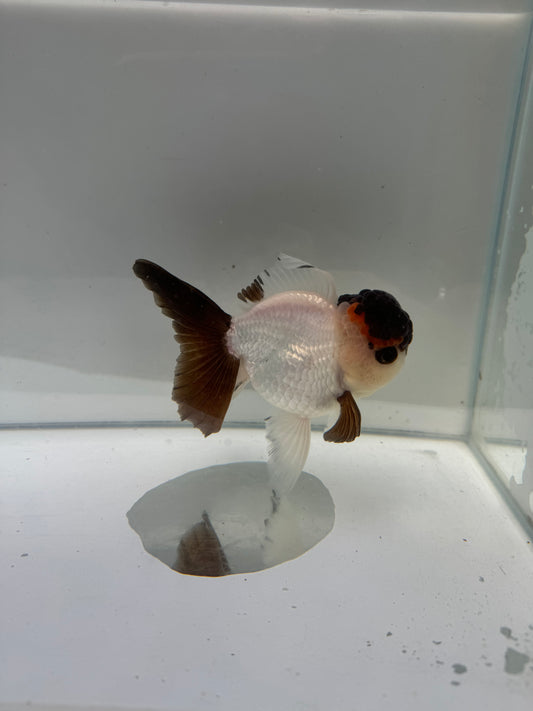 Panda / Tricolour Oranda.  WVF103