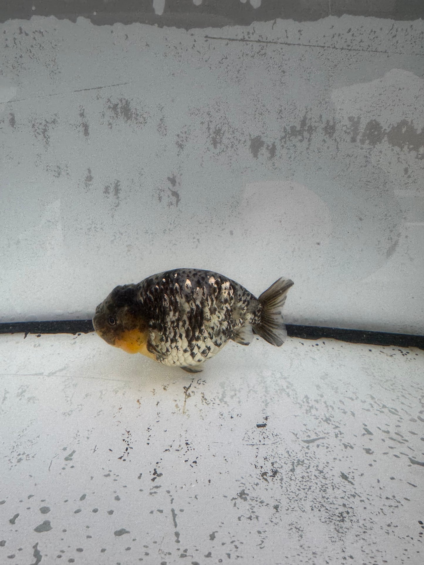 White Oranda ranchu. WVF587