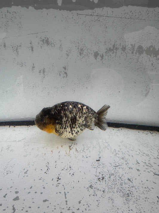 White Oranda ranchu. WVF587