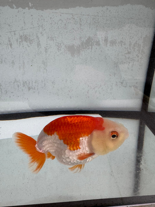 Red&white Ranchu WVF501
