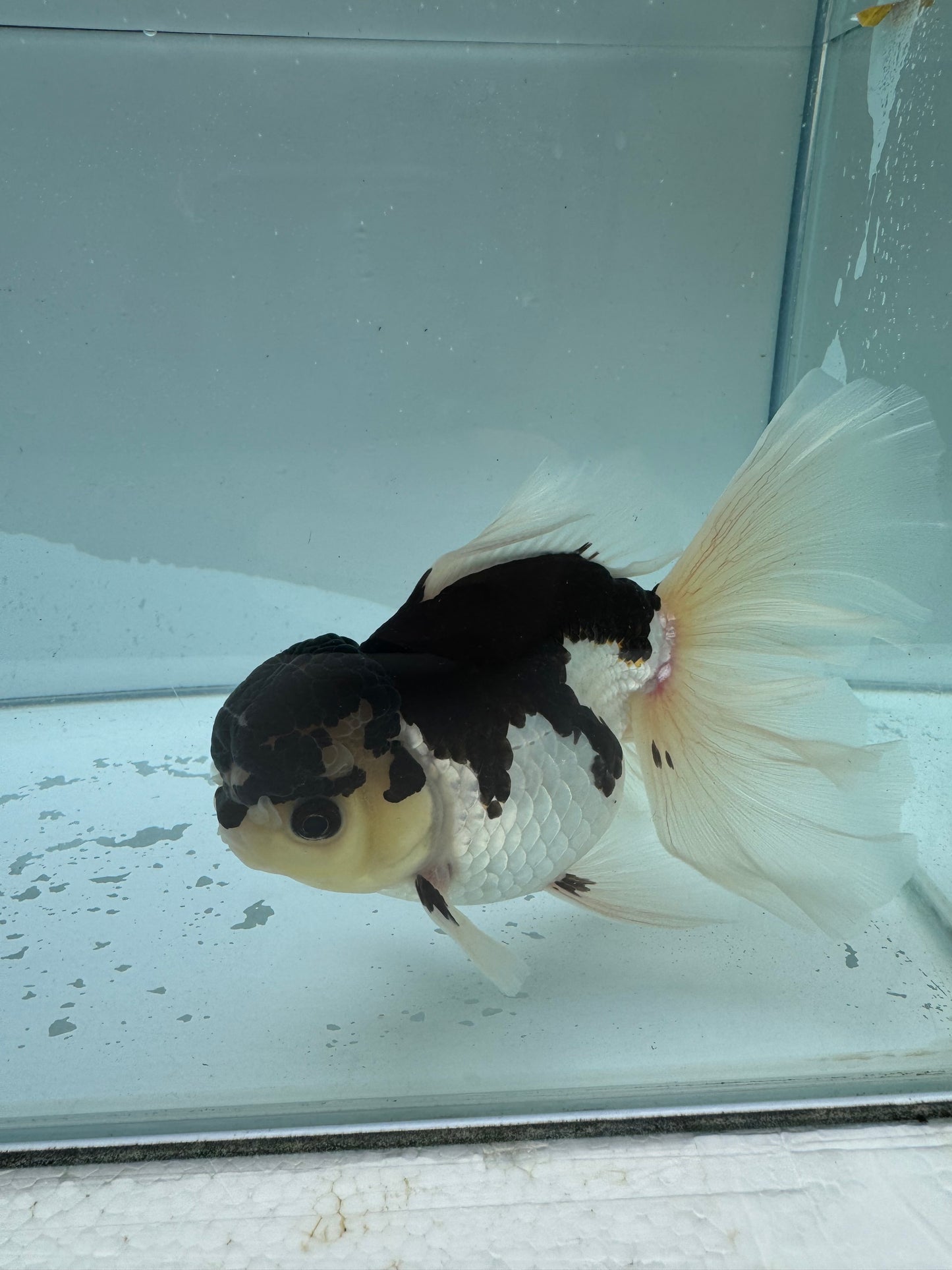 Panda Oranda WVF020