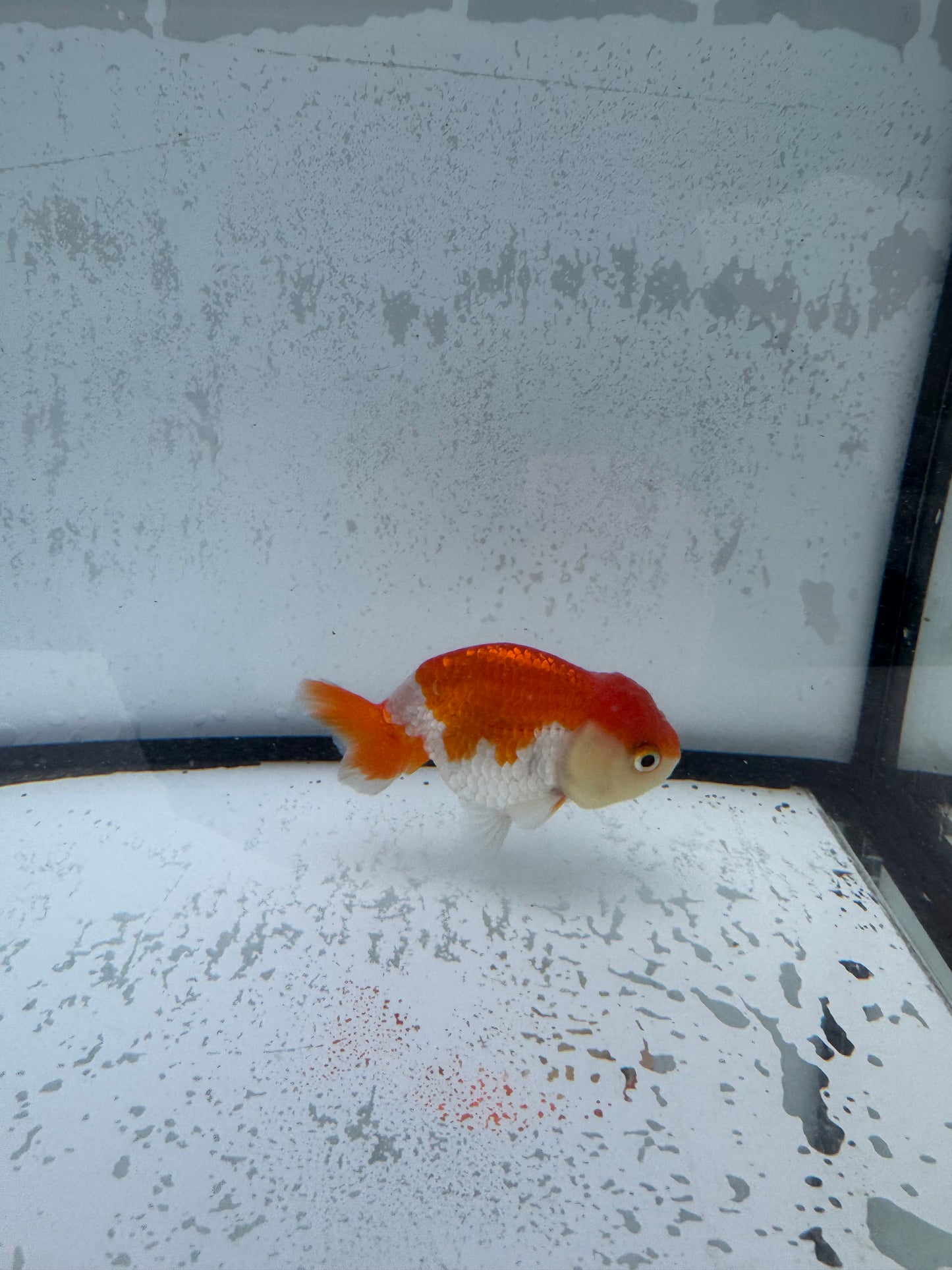 Red&white Ranchu. WVF515