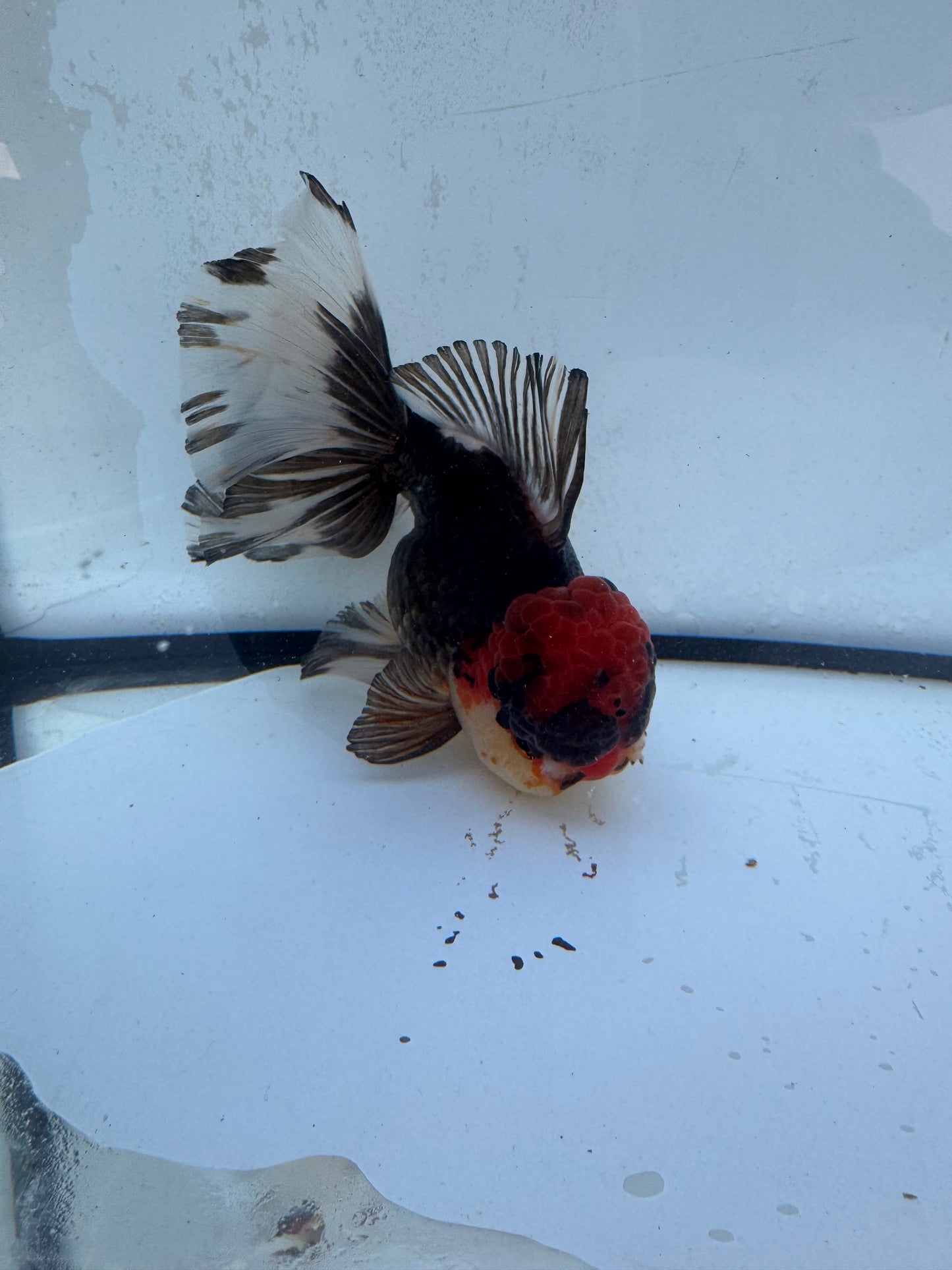 Tricolour Oranda. WVF480