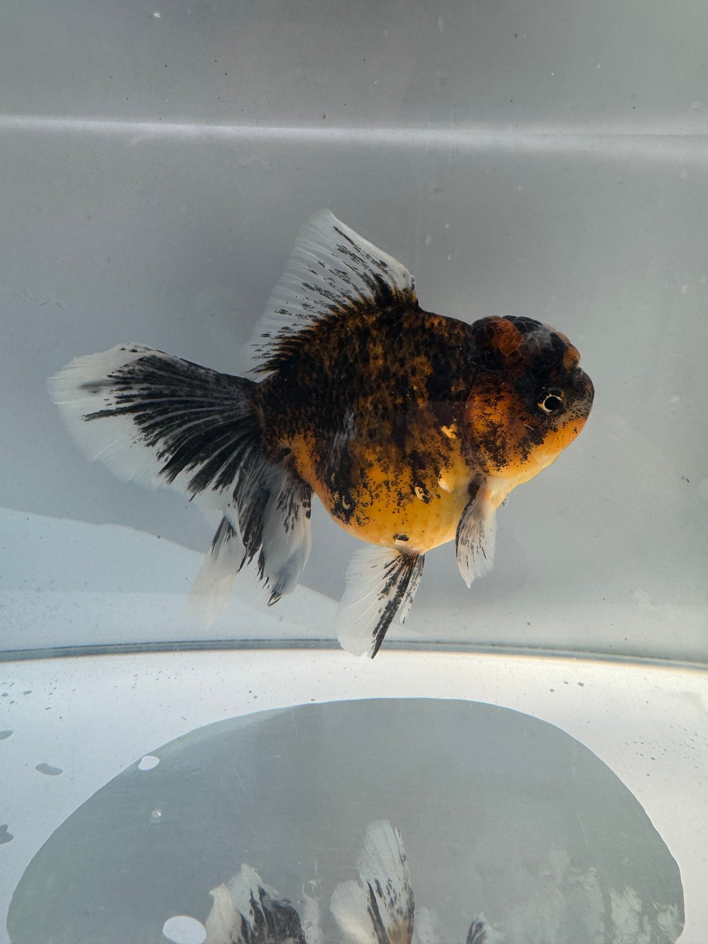 Kirin Oranda.  WVF148