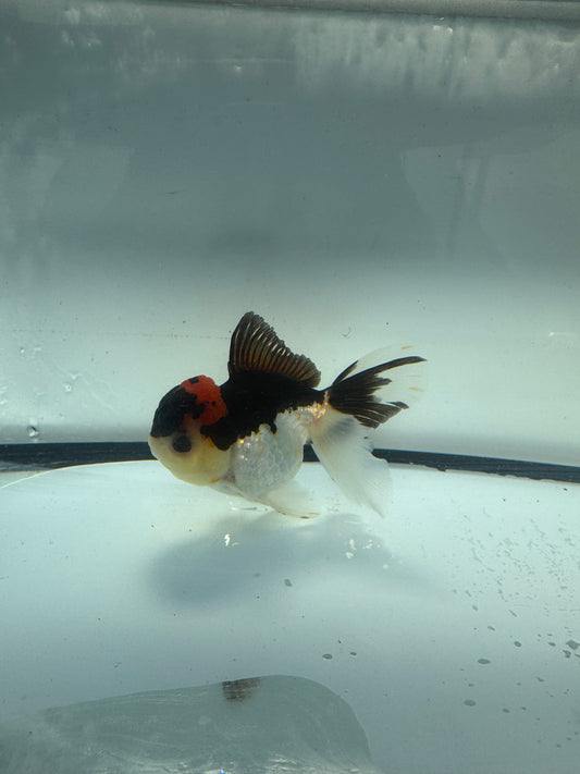 Tricolour Oranda. WVF907