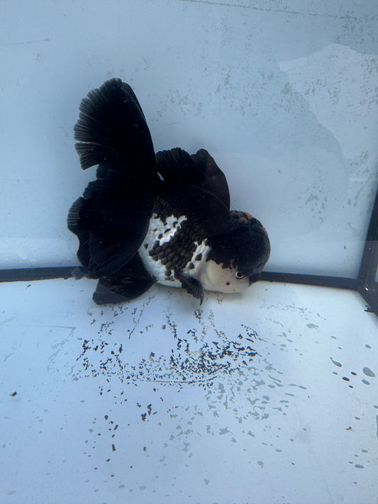 Panda/ Tricolour. WVF479