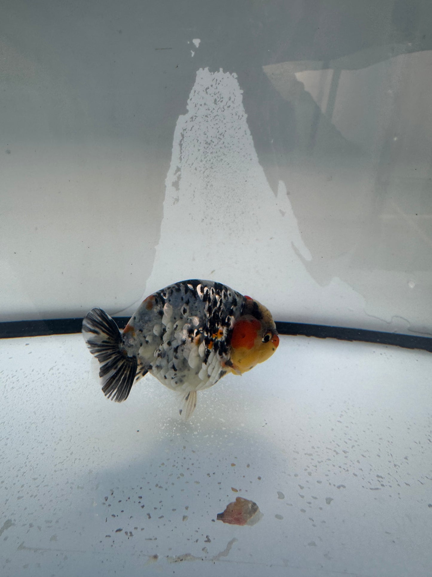 Metalic calico Ranchu. WVF1085