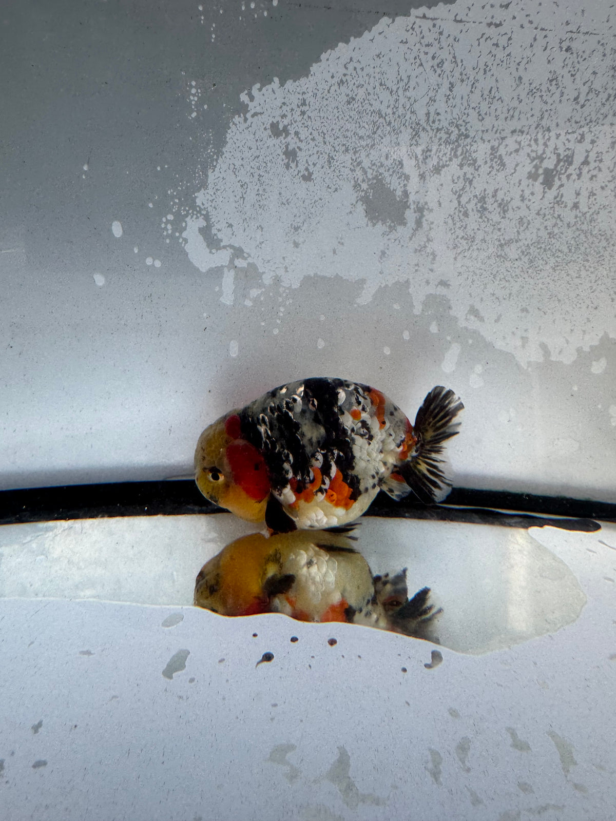 Metalic calico Ranchu. WVF1238