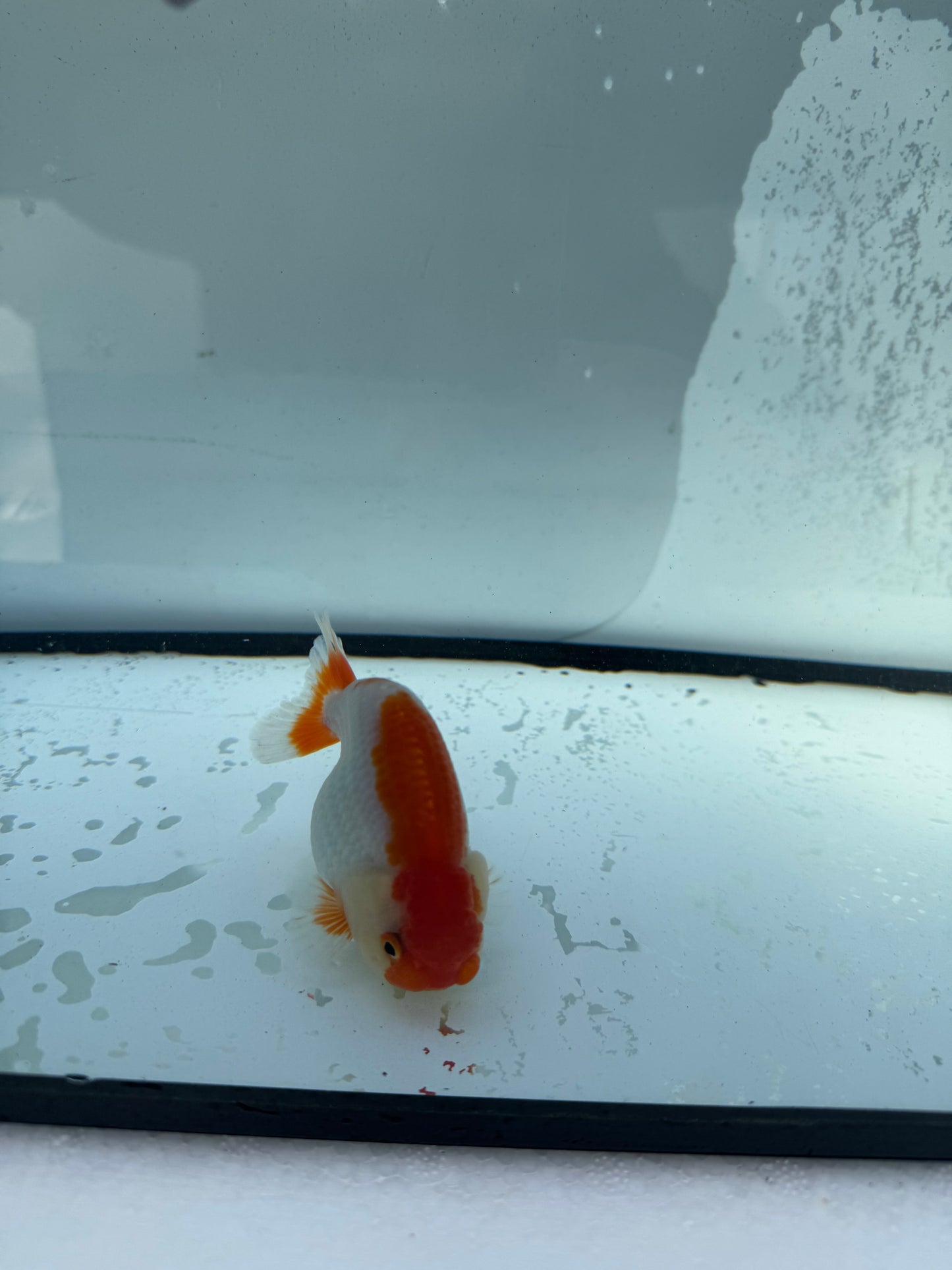 Red&white Ranchu. WVF728