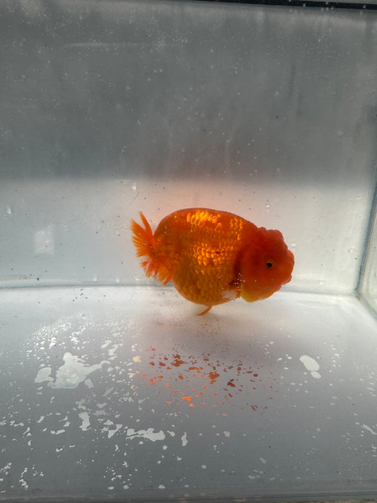 Sakura ranchu direct from Meng Lee. WVF209