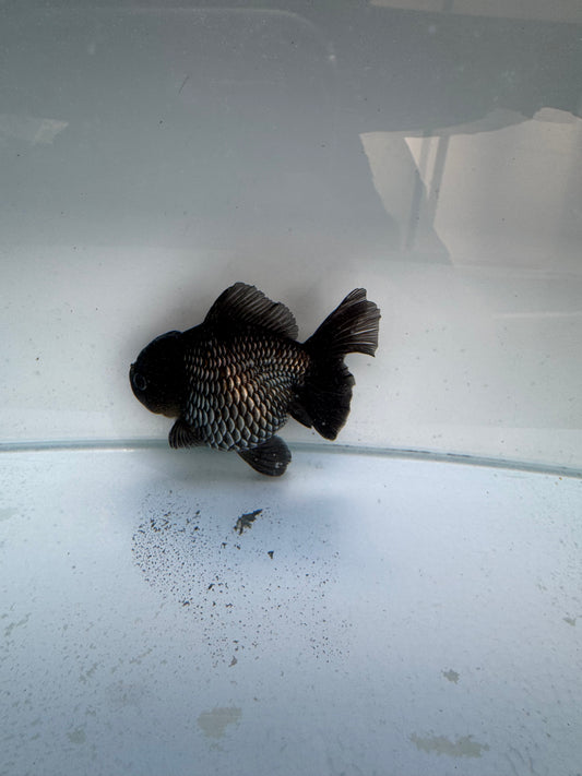 Blue Shogun Oranda WVF331 direct from jack shogun