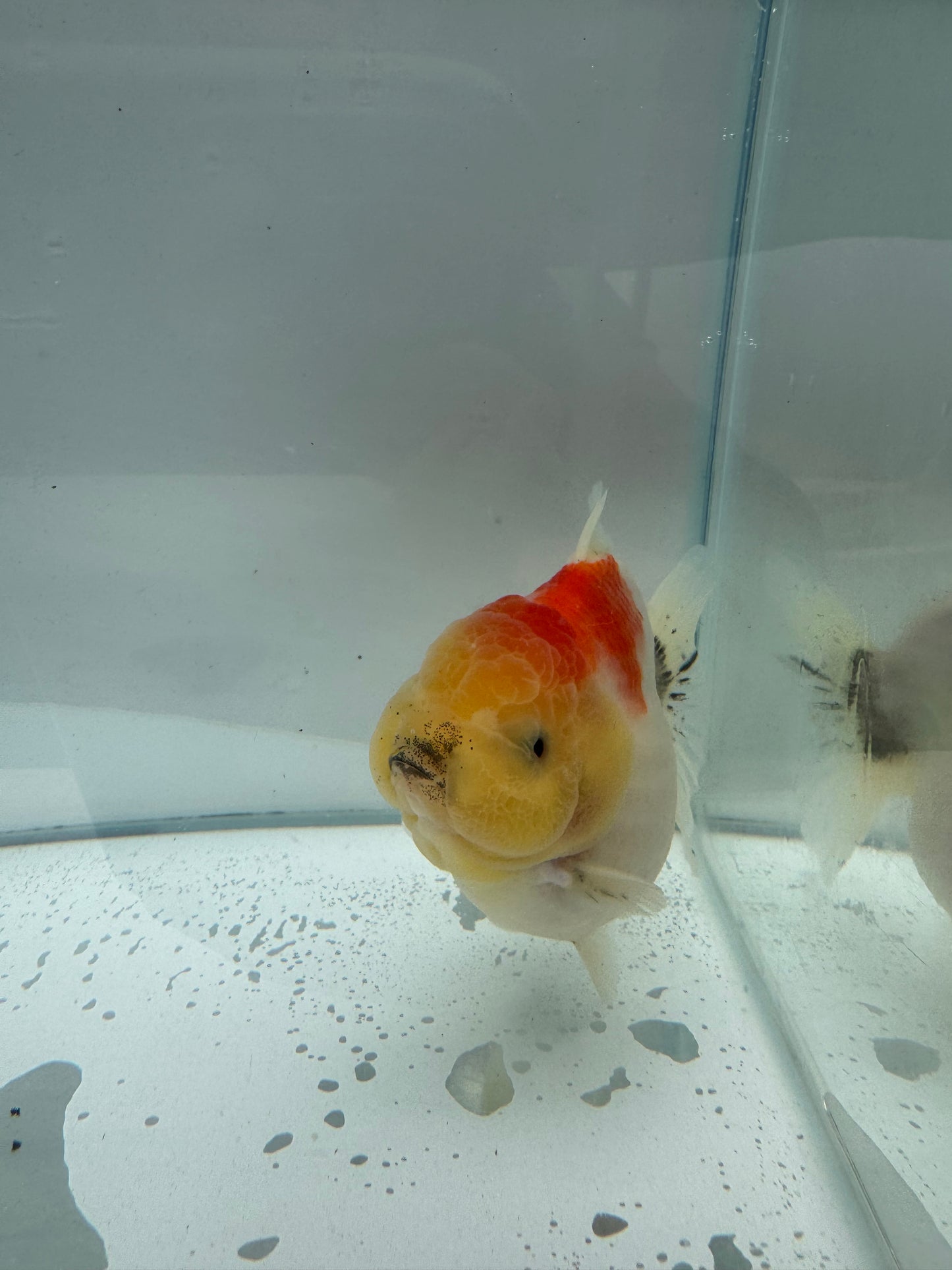 HQ Shogun Oranda.  WVF073. Direct from Jack shogun