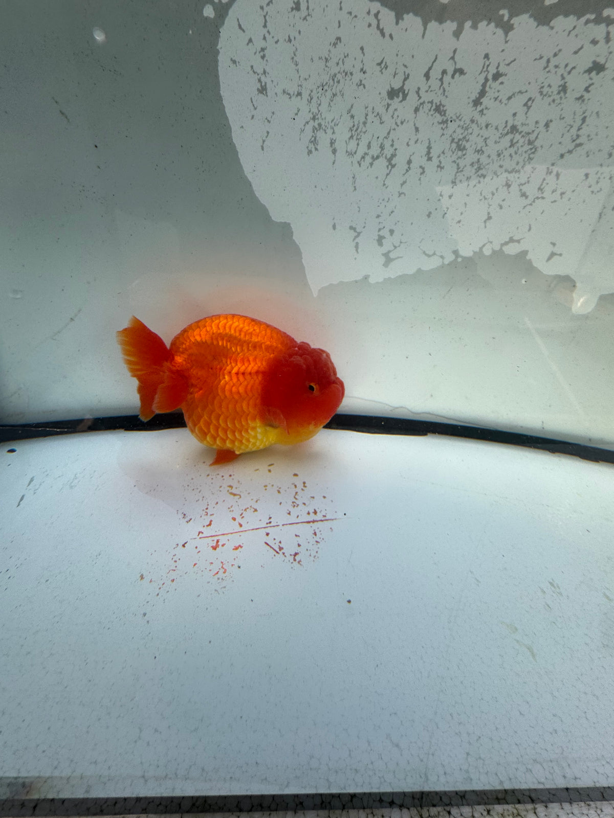 Red Ranchu. WVF1217