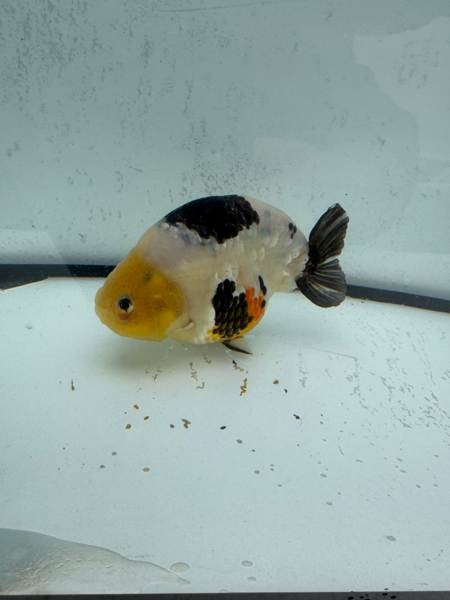 Cow Ranchu. WVF483