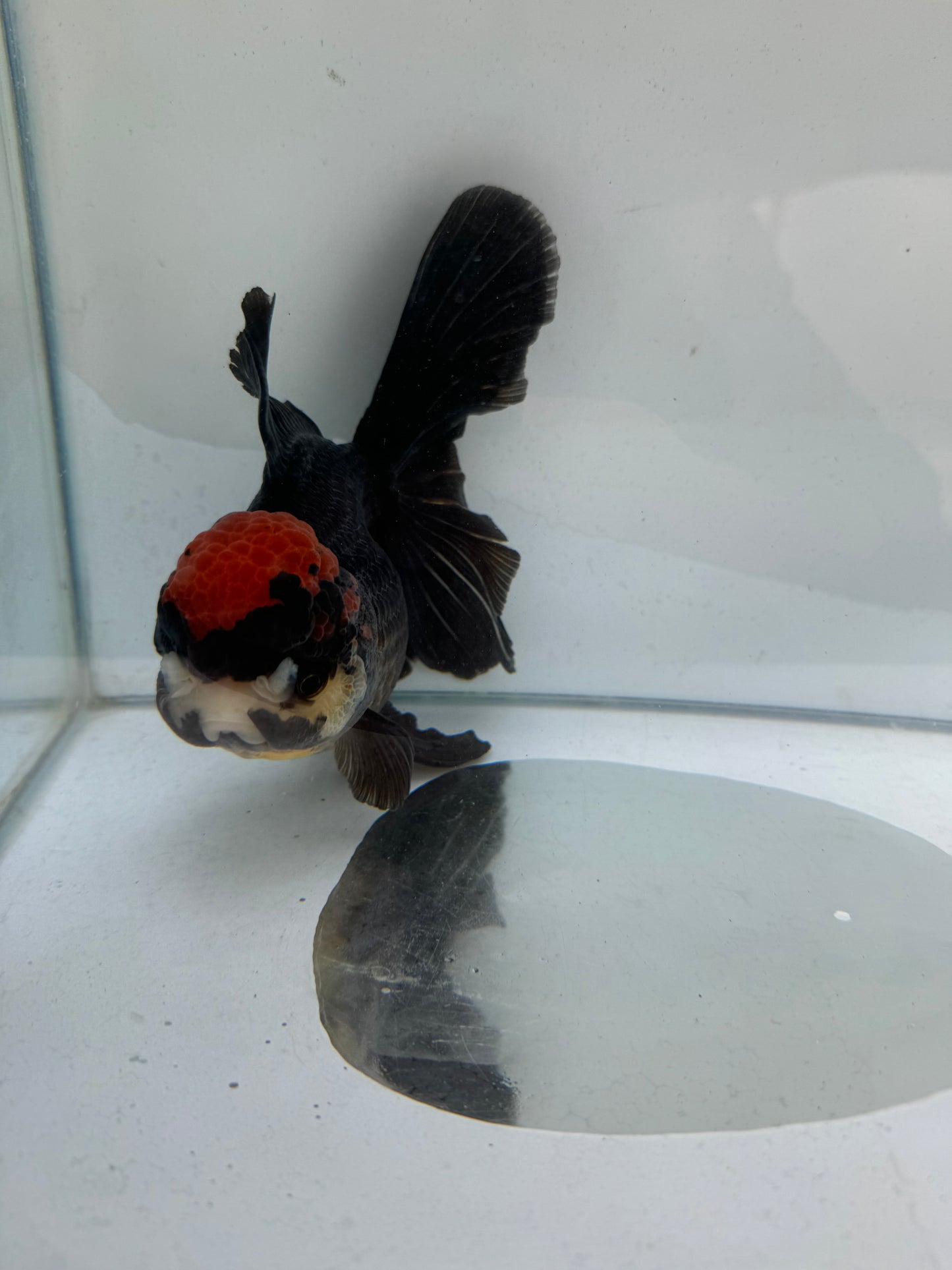 Tricolour Oranda. WVF285